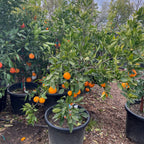 萨摩蜜桔 Owari Satsuma Mandarin