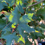 元宝槭-山东枫 Pacific Sunset Maple