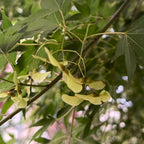 元宝槭-山东枫 Pacific Sunset Maple