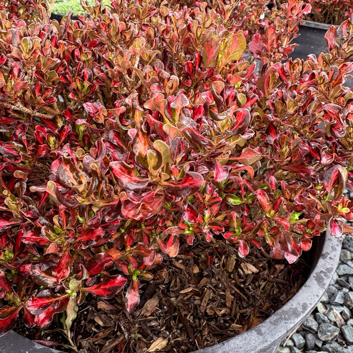 镜面木 Pacific Sunset Mirror Plant