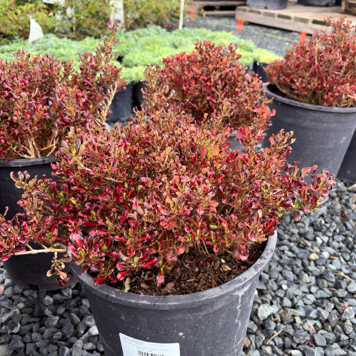 镜面木 Pacific Sunset Mirror Plant