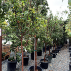 槭树-血皮枫 Paperbark Maple