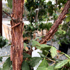 槭树-血皮枫 Paperbark Maple