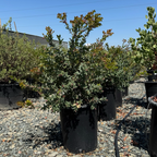 红叶熊果-天堂 Paradise Pajaro Manzanita