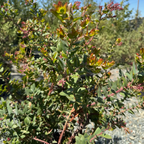 红叶熊果-天堂 Paradise Pajaro Manzanita