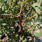 红叶熊果-天堂 Paradise Pajaro Manzanita