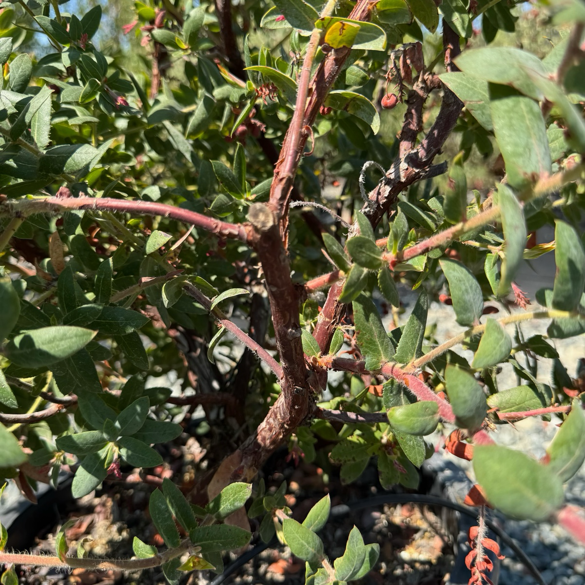 红叶熊果-天堂 Paradise Pajaro Manzanita