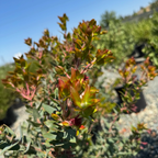 红叶熊果-天堂 Paradise Pajaro Manzanita