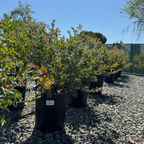 红叶熊果-天堂 Paradise Pajaro Manzanita