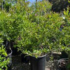 帕菲安卡软籽石榴 Parfianka Pomgranate