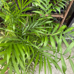 客厅棕榈 Parlor Palm
