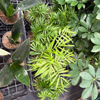 客厅棕榈 Parlor Palm