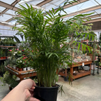 客厅棕榈 Parlor Palm