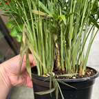 客厅棕榈 Parlor Palm