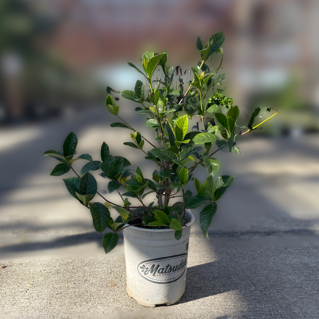 Traling  Gardenia