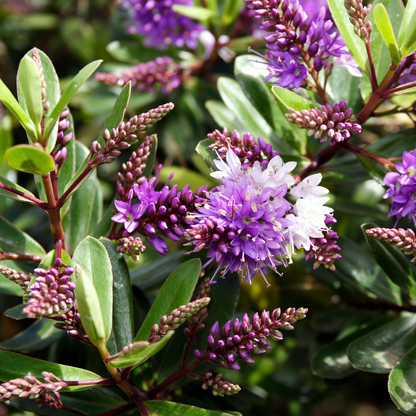 Long-step flower-purple flower gradient