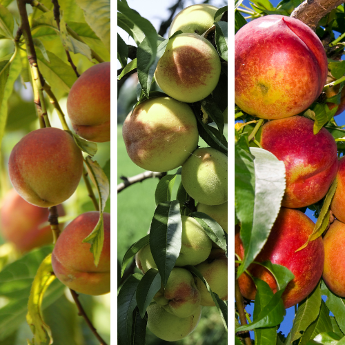 桃树三合一 Peach Tree 3-in-1