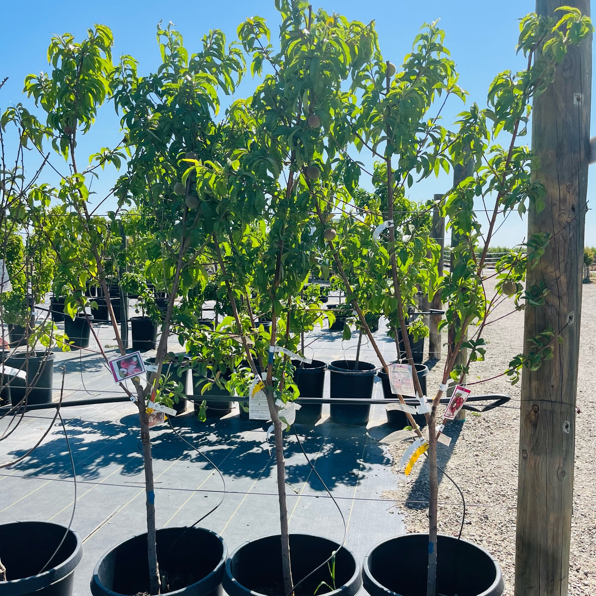 桃树三合一 Peach Tree 3-in-1