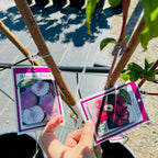 桃树三合一 Peach Tree 3-in-1