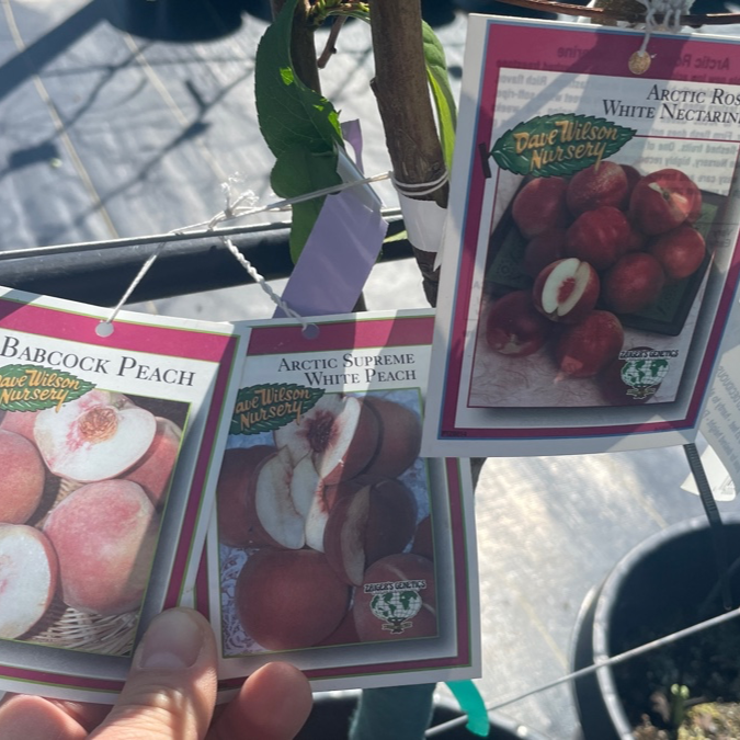 桃树三合一 Peach Tree 3-in-1