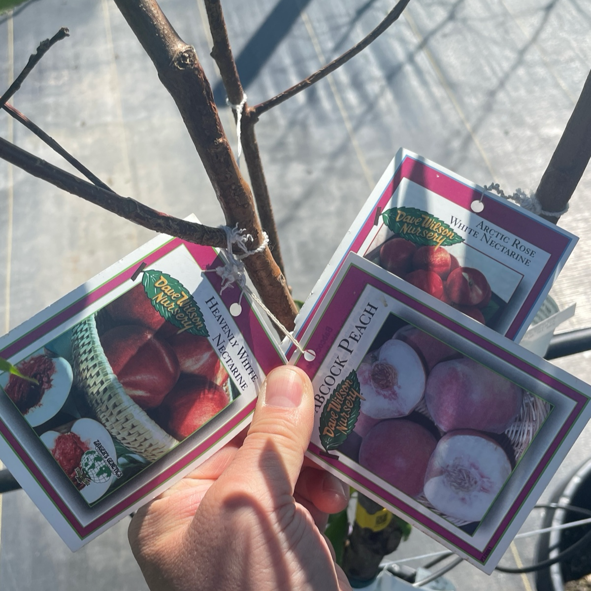 桃树三合一 Peach Tree 3-in-1