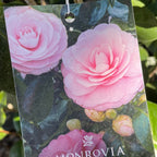 珍珠麦克斯韦山茶花 Pearl Maxwell Camellia