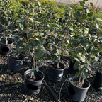 珍珠麦克斯韦山茶花 Pearl Maxwell Camellia