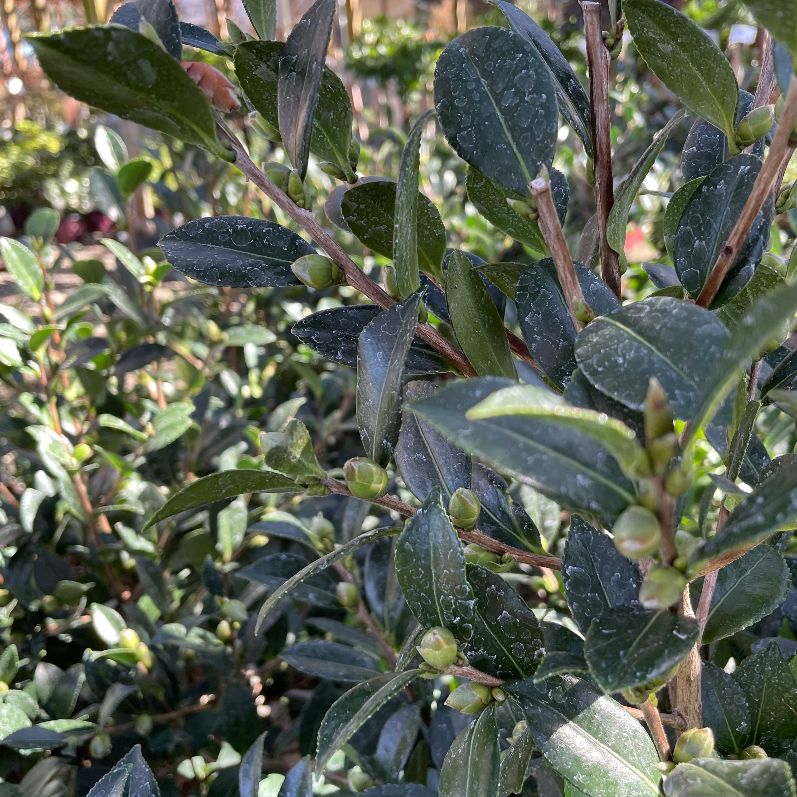 珍珠麦克斯韦山茶花 Pearl Maxwell Camellia