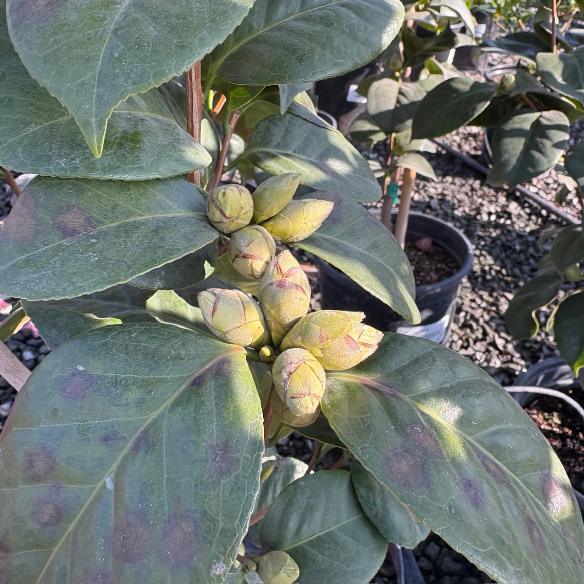 珍珠麦克斯韦山茶花 Pearl Maxwell Camellia