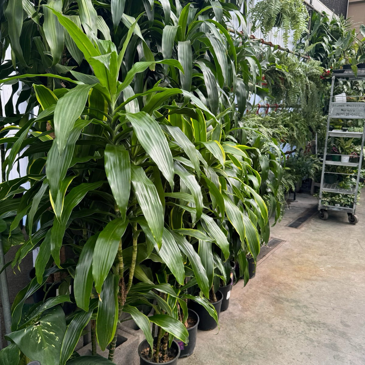 龙血树 Pele ™ Dracaena 