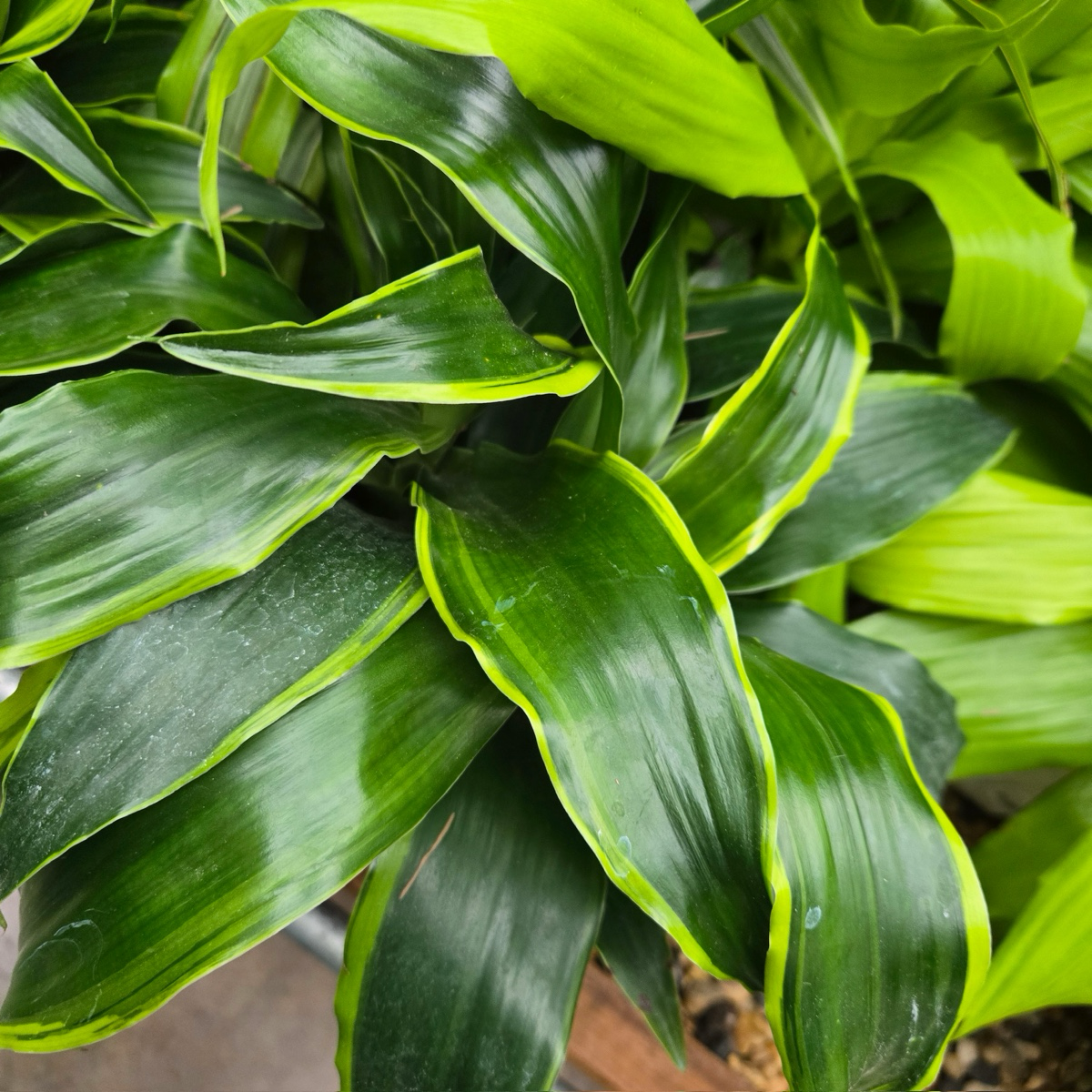 龙血树 Pele ™ Dracaena