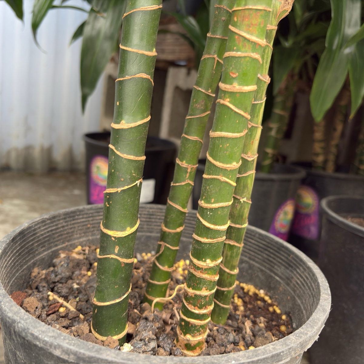 龙血树 Pele ™ Dracaena