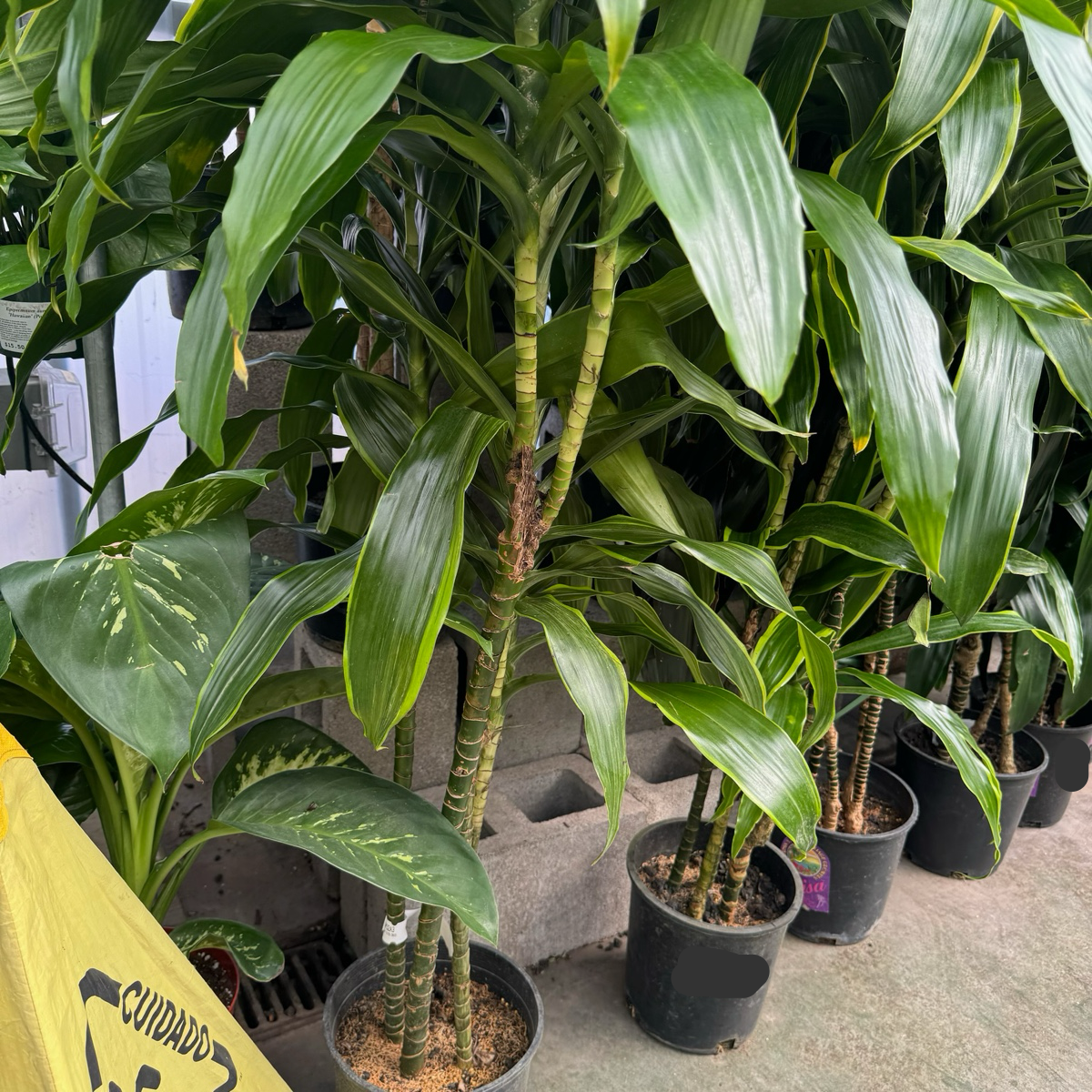 龙血树 Pele ™ Dracaena