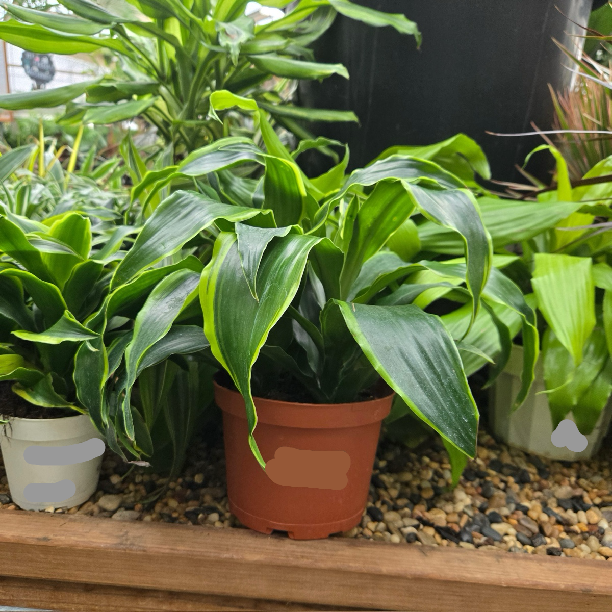 龙血树 Pele ™ Dracaena