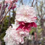 三色桃花 Peppermint Flowering Peach