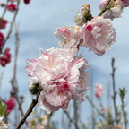 三色桃花 Peppermint Flowering Peach