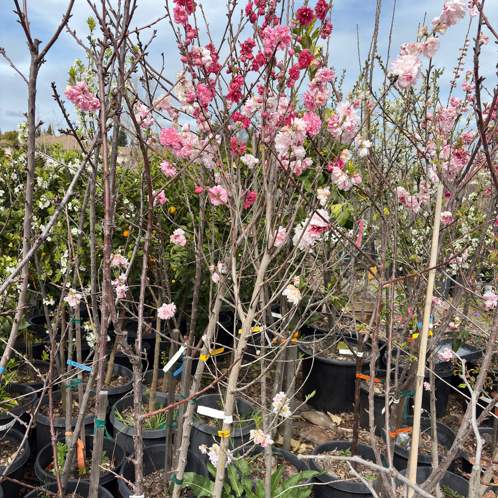 三色桃花 Peppermint Flowering Peach