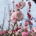三色桃花 Peppermint Flowering Peach