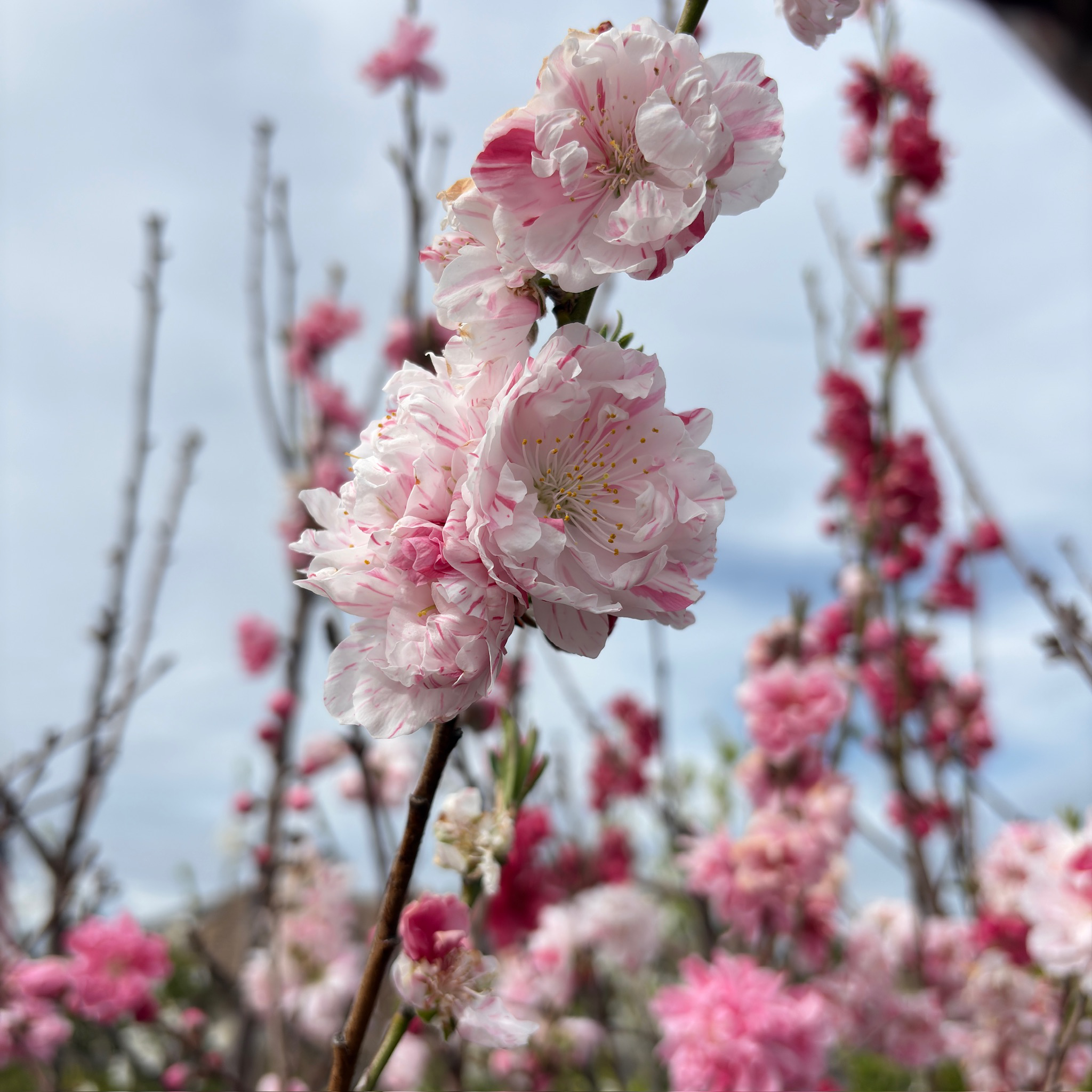 三色桃花 Peppermint Flowering Peach