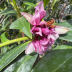 瑞香花 Perfume Princess Winter Daphne