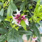 瑞香花 Perfume Princess Winter Daphne