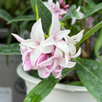 瑞香花 Perfume Princess Winter Daphne
