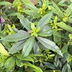 瑞香花 Perfume Princess Winter Daphne