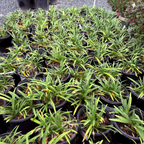 百子莲 Peter Pan Dwarf Lily of the Nile