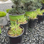 百子莲 Peter Pan Dwarf Lily of the Nile