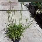 百子莲 Peter Pan Dwarf Lily of the Nile