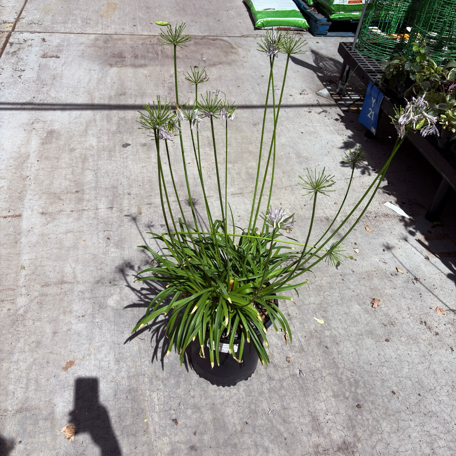 百子莲 Peter Pan Dwarf Lily of the Nile