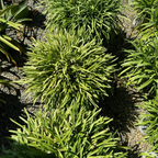 百子莲 Peter Pan Dwarf Lily of the Nile