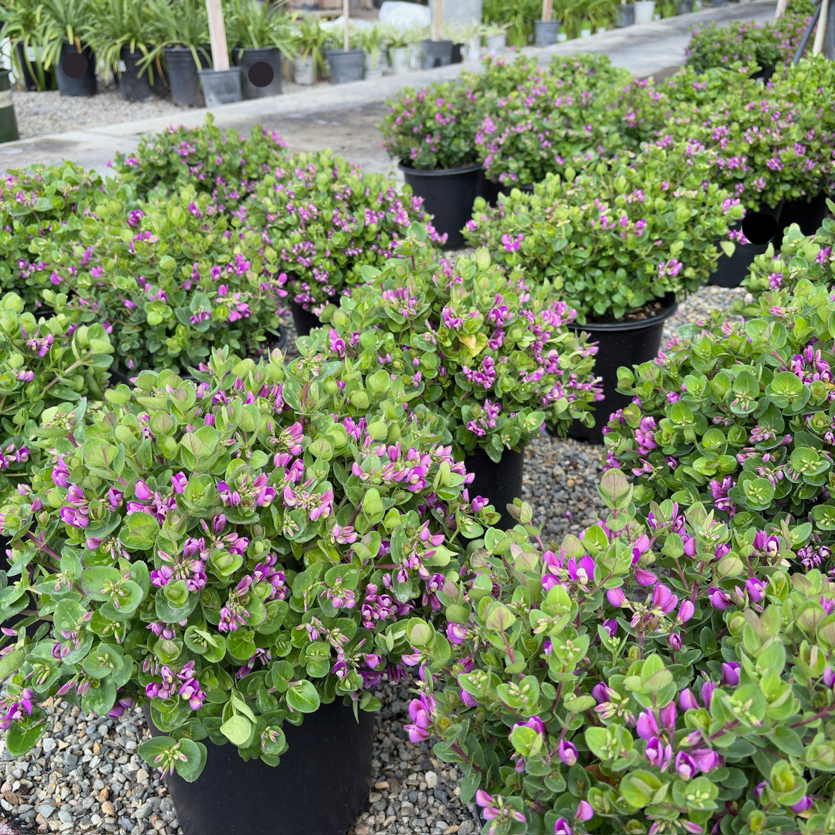 远志-小蝴蝶甜豌豆 Petite Butterflies Dwarf Sweet Pea Shrub