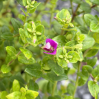 远志-小蝴蝶甜豌豆 Petite Butterflies Dwarf Sweet Pea Shrub